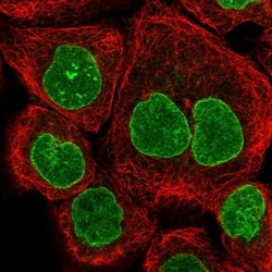 Nup153 Antibody, Novus Biologicals:Antibodies:Primary Antibodies